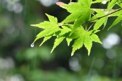 家Blog(いえぶろぐ)「失敗しない…の選び方①」