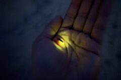 自然と触れ合う