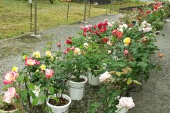 我が家の癒しの時間